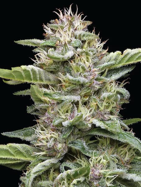 Garlic Budder > Humboldt Seed Company | Feminized Cannabis   |  Indica